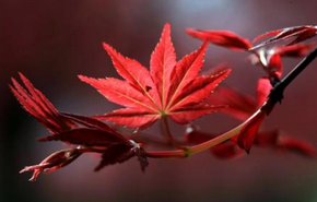 企業(yè)選擇短信營(yíng)銷(xiāo)平臺(tái)的好處